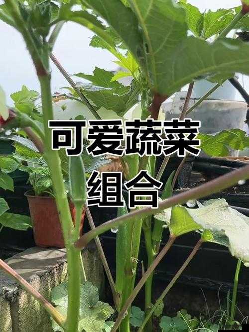 草莓香蕉丝瓜秋葵香草的奇妙组合与独特功效介绍